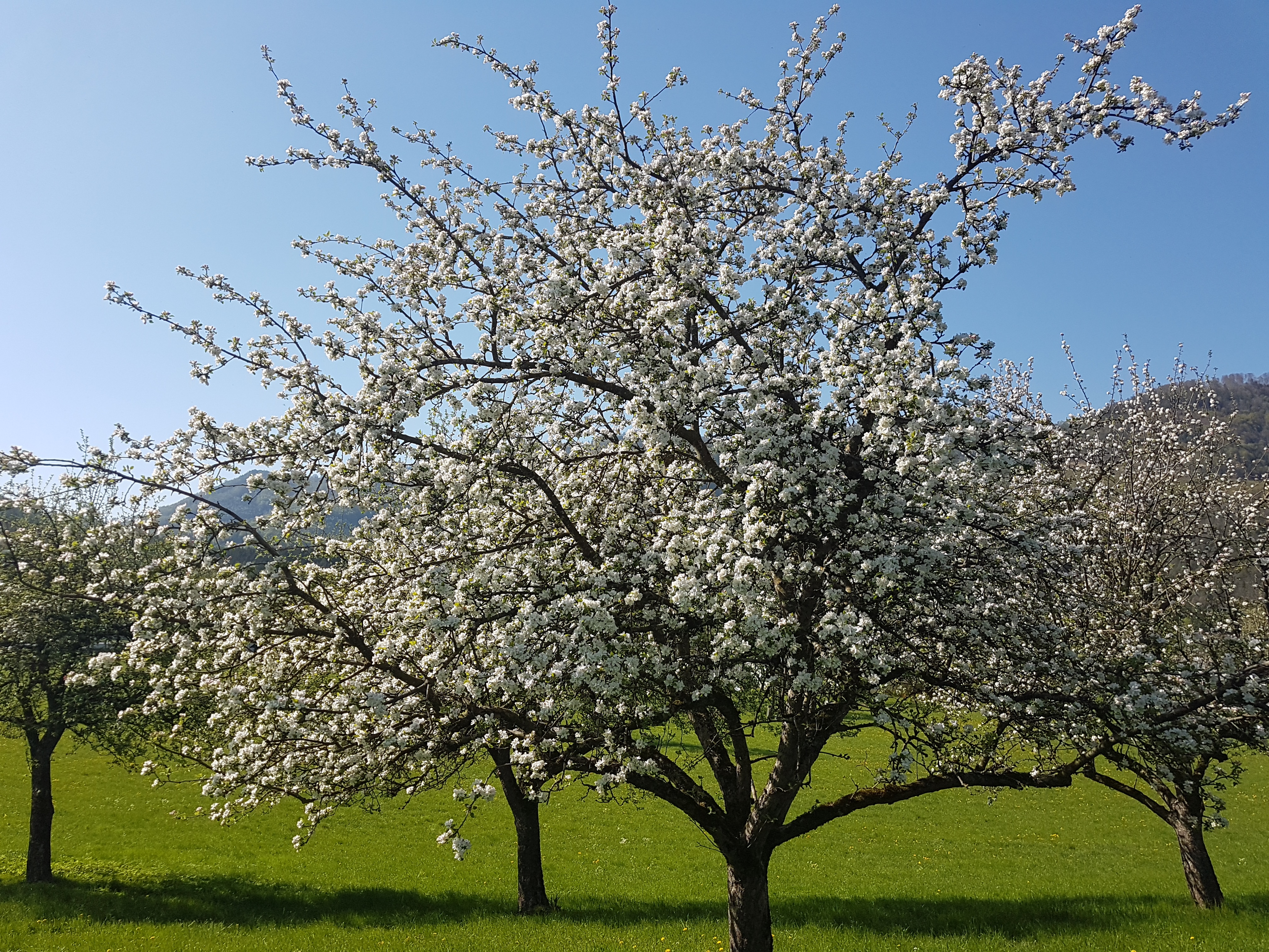 Eigener Most vom Kerblgut